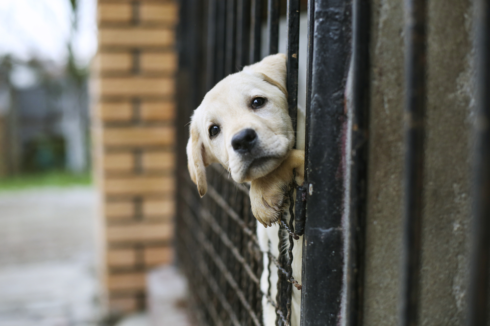 PETA Killed Nearly 1,600 Cats and Dogs in 2019 - Center for Consumer  Freedom -Center for Consumer Freedom